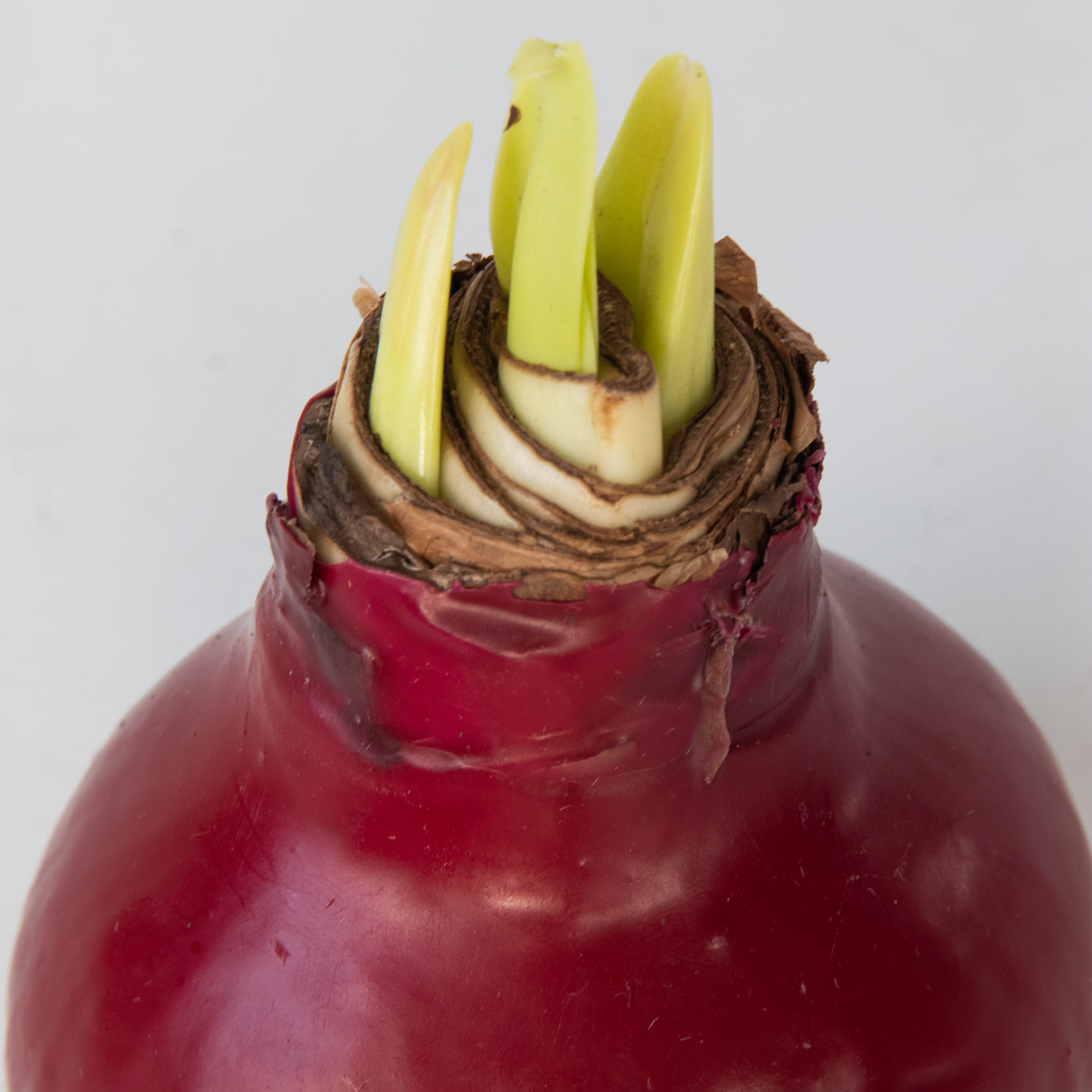 Amarilis - Hippeastrum 'wax Bordeaux' - Bulbo De Flor - Rojo