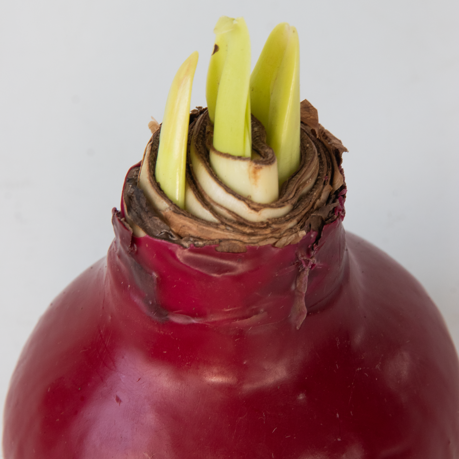 Amarilis - Hippeastrum 'wax Bordeaux' - Bulbo De Flor - Rojo