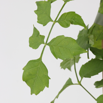 Trompeta Dorada - Campsis Radicans - Altura 110-120cm - ⌀17cm