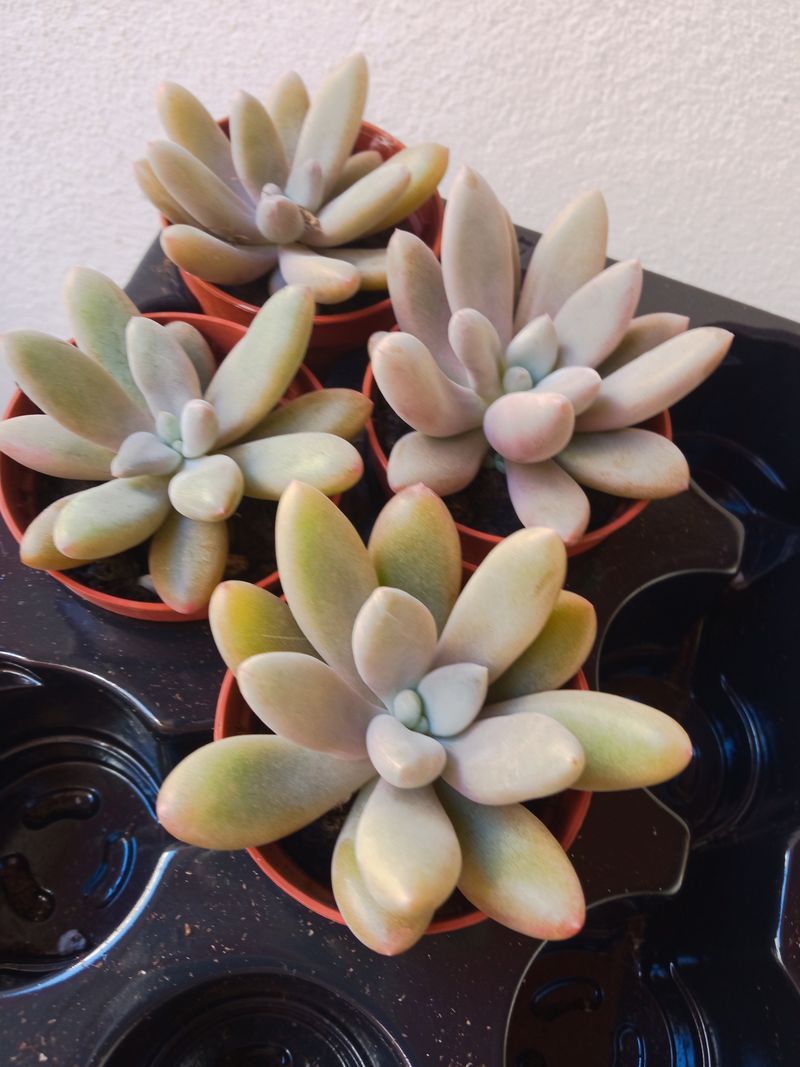 Pachyphytum Wendermanii Planta Suculenta Ø5 Cm_0