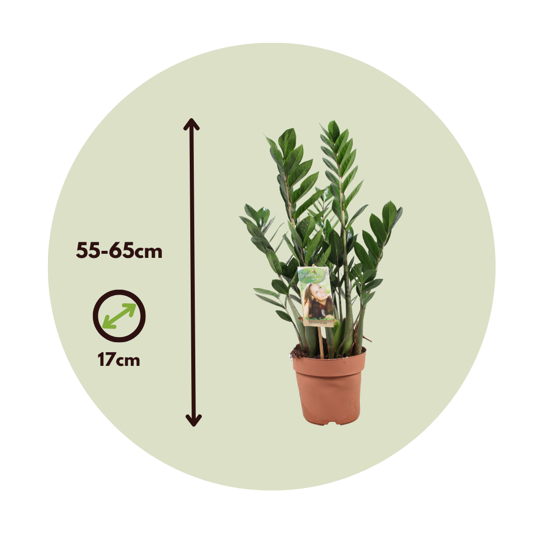 Zamioculca - Zamioculcas Zamiifolia - Altura 55-65cm - ⌀17cm_2