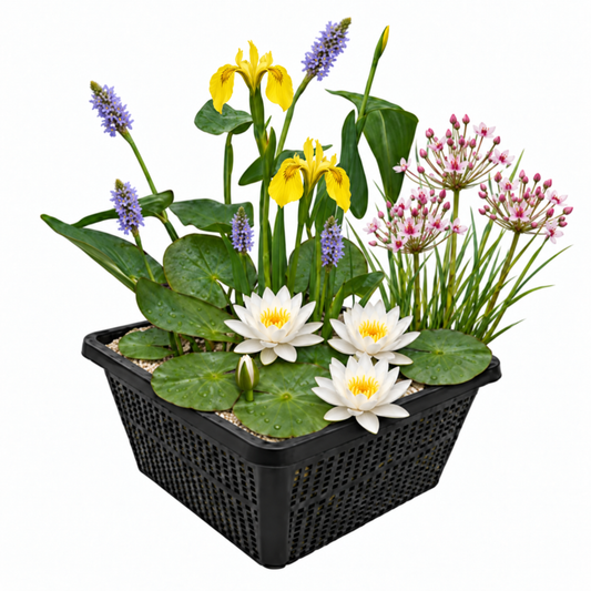 Mini Plantas Estanque Set Blanco - 4 Plantas Cesta Sustrato Abono_0