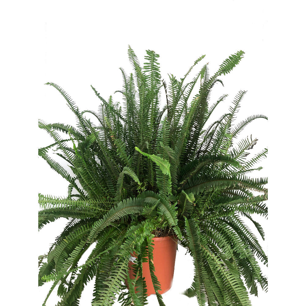 Helecho Cordata M30 115cm_0