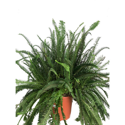 Helecho Cordata M30 115cm_0