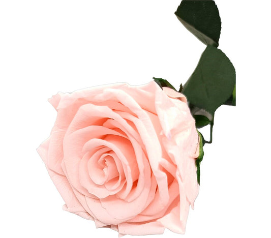 Mundo Eterno Rosa Preservada Rosa Claro (light Pink) 55cm_0