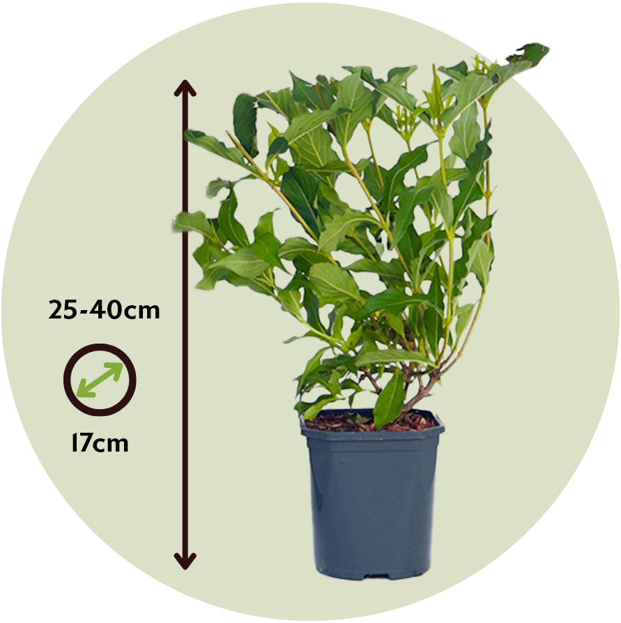 Veigela - 2 Pzs - Weigela Florida 'red Prince' - Altura 25-40cm - ⌀17cm_2