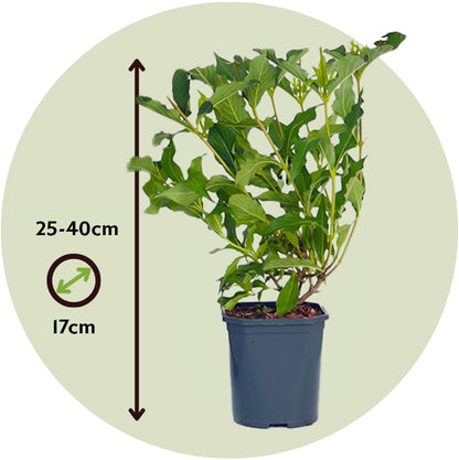 Veigela - 4 Pzs - Weigela Florida 'red Prince' - Altura 25-40cm - ⌀17cm_2