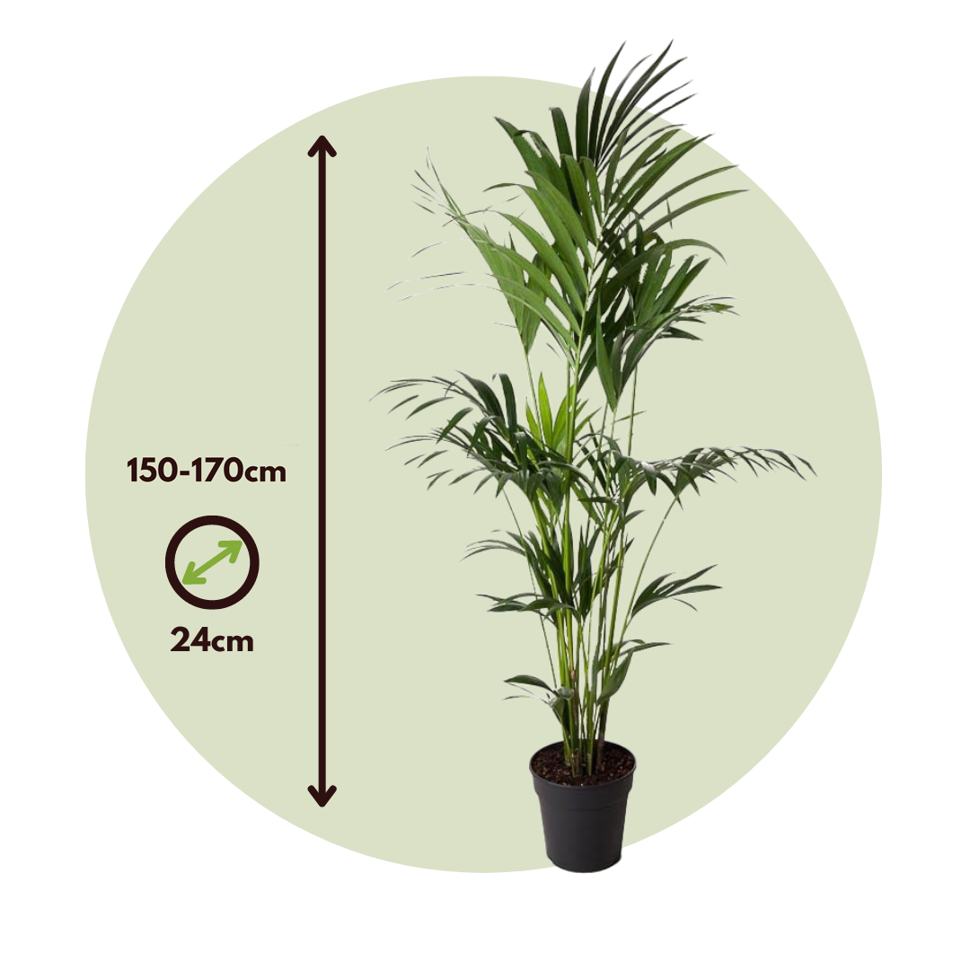 Palma Kentia - Howea Forsteriana - Altura 150-170cm - ⌀24cm