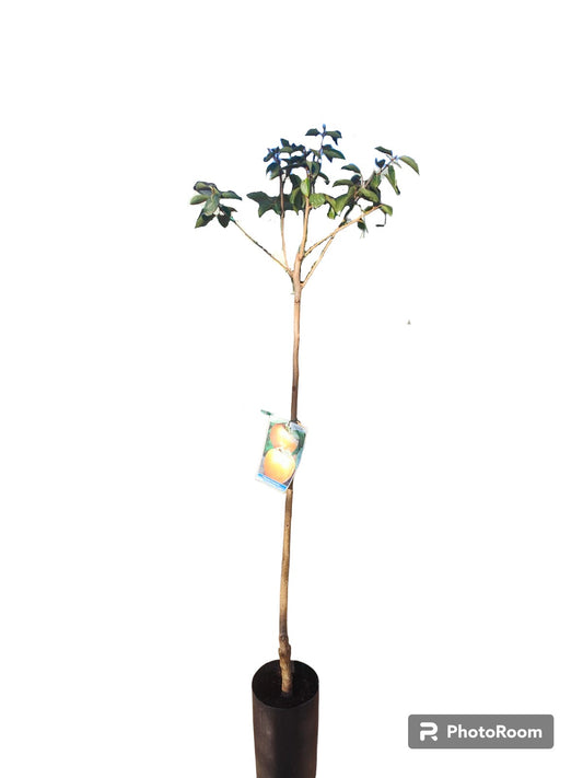 Kaki Corona De Rey Maceta_0