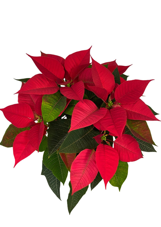 Poinsettia M-17 Roja_0