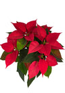 Poinsettia M-17 Roja