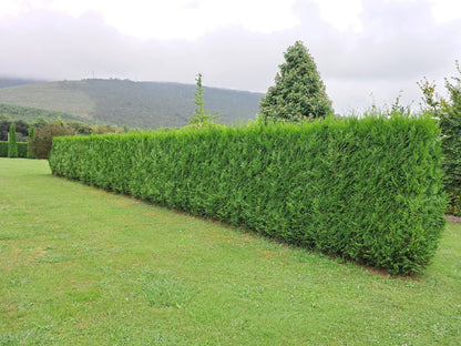 Thuja Plicata atrovirens_1