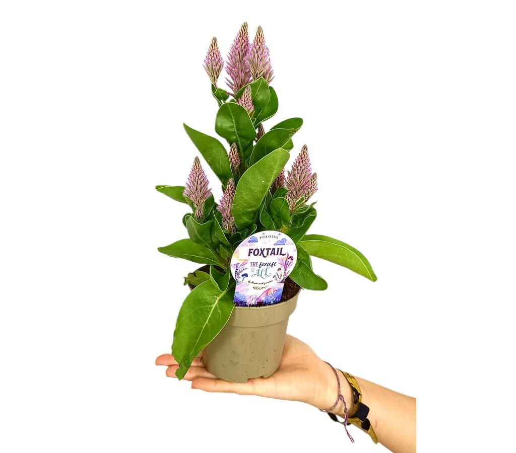 Ptilotus Exaltatus Joey M12