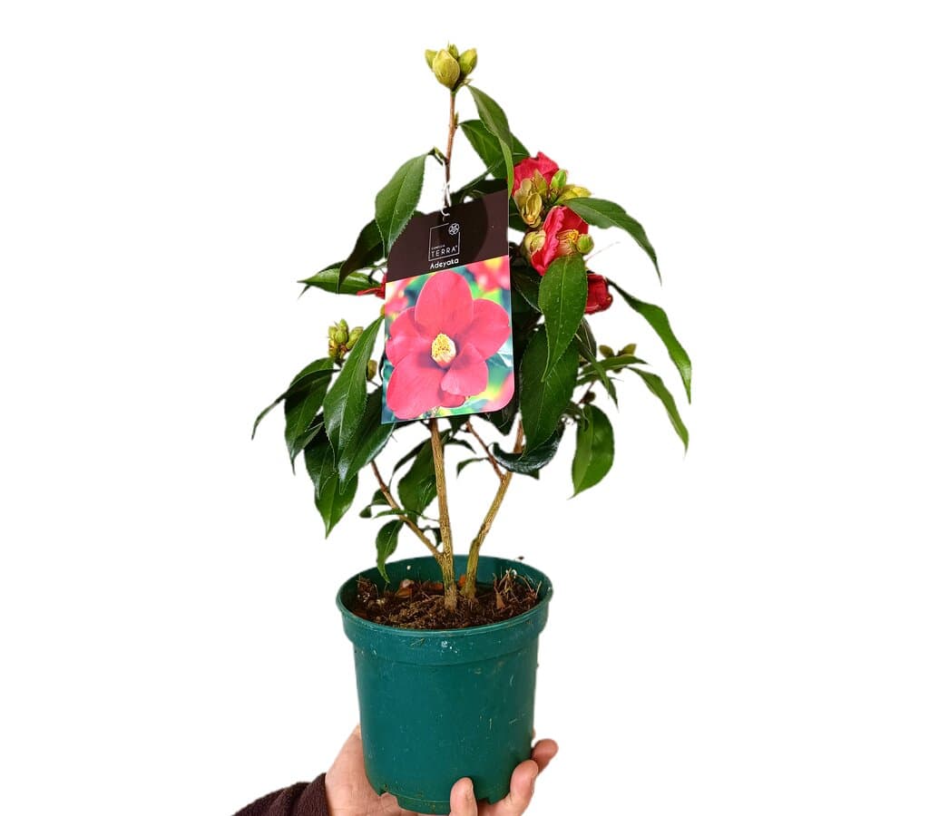 Camelia Adeyaka M15_0