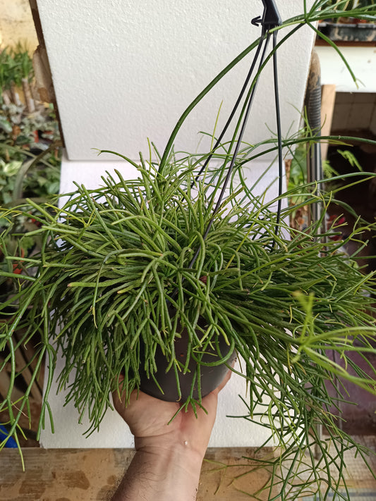 Planta Colgante De Interior Rhipsalis Baccifera Oasis Ø17 - 50 Cm