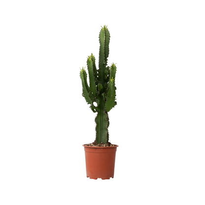 Euforbia Candelabro - Euphorbia Ingens - Altura 50-60cm - ⌀17cm