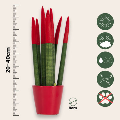 Lengua De Suegra Cilíndrica - Sansevieria Cylindrica - Altura 20-40cm - ⌀9cm