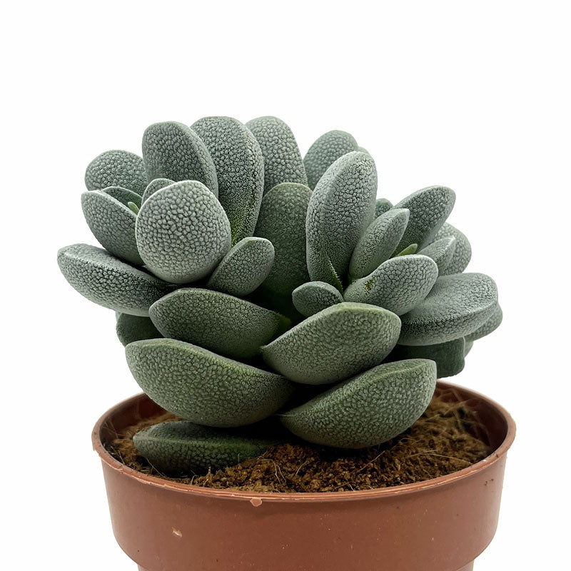 Crassula Tecta Cactus Y Suculentas M8,5 Ø