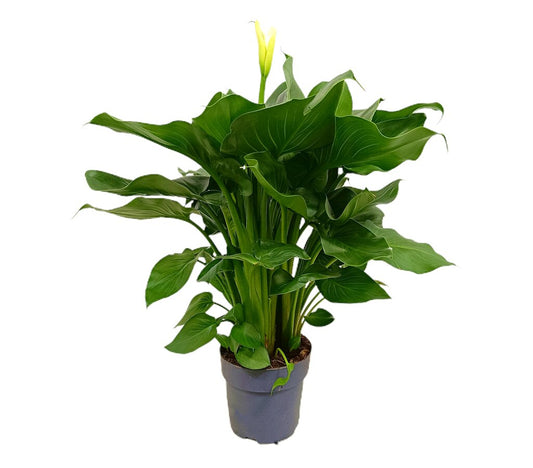 Calla Blanca M17 80cm (lirio)_0
