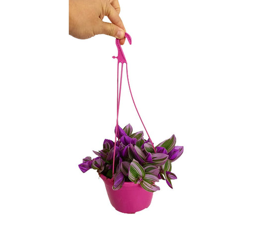 Tradescantia Albiflora Nanouk T15_0