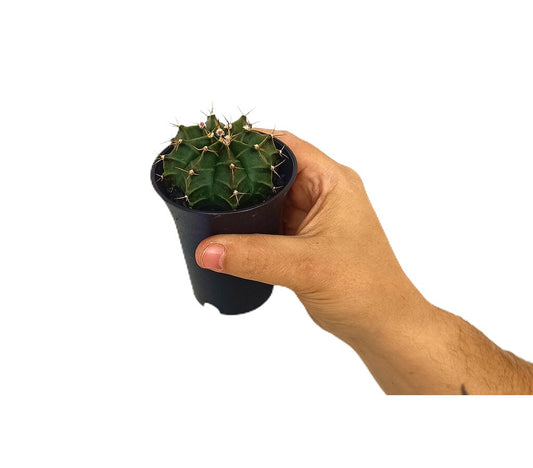 Gymnocalycium Green M8_0