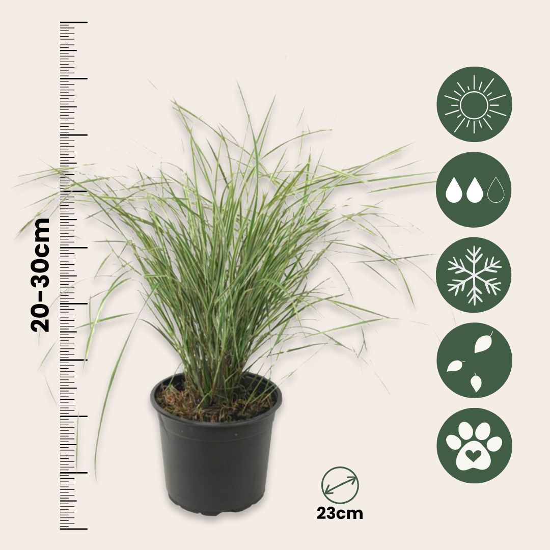 Plantas De Hierba De Caña - 2 Pzs - Calamagrostis 'overdam' - A20-30cm - ⌀23cm