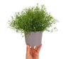 Gypsophila Muralis M13