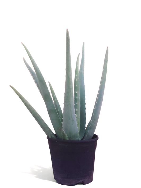 Aloe Vera Planta Natural Ecológica. Maceta 15cm. Longitud Mín.Hojas 30cm. Hija de una planta madre de más de 20 años._0