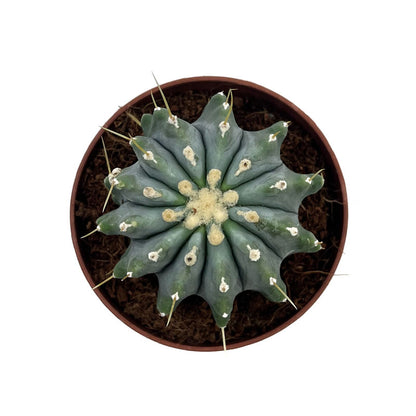 Ferocactus Glaucescens Inermis Cactus Y Suculentas