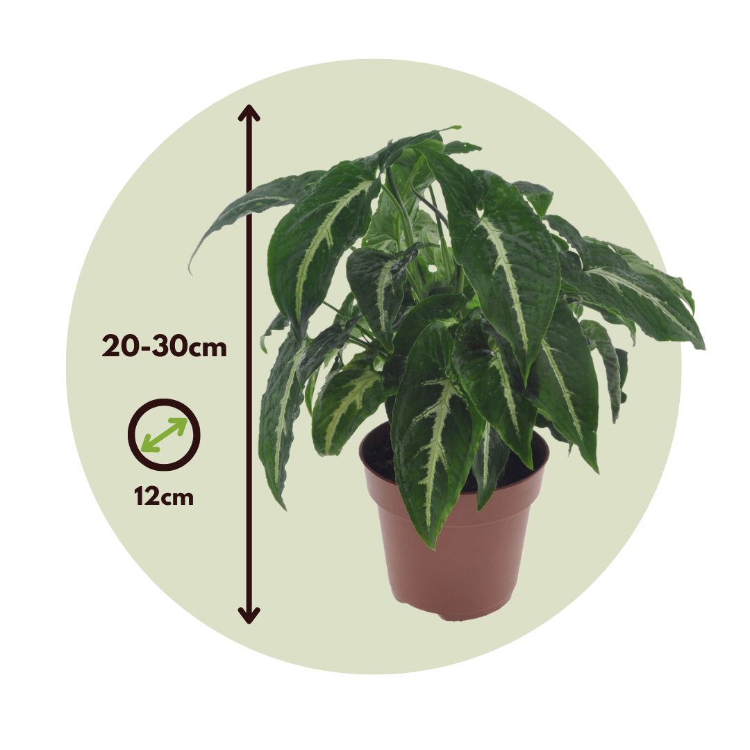 Singonio Verde Oscuro - 2 Pzs - Syngonium 'wendlandii' - Altura 20-30cm - ⌀12cm_2
