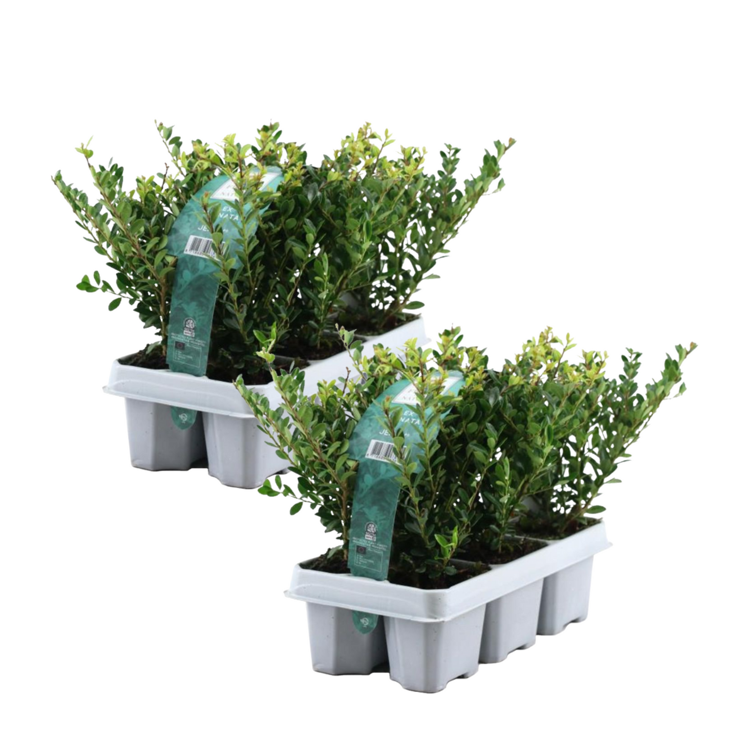 Acebo Crenata - 12 Pzs - Ilex Crenata 'jenny' - Altura 10-20cm - ⌀9cm