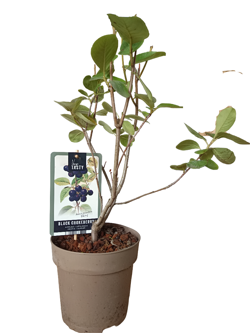 Planta Aronia  Arbol Frutal Raro Con Furtos Comestibles_0