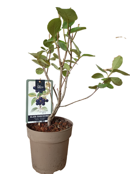 Planta Aronia  Arbol Frutal Raro Con Furtos Comestibles_0
