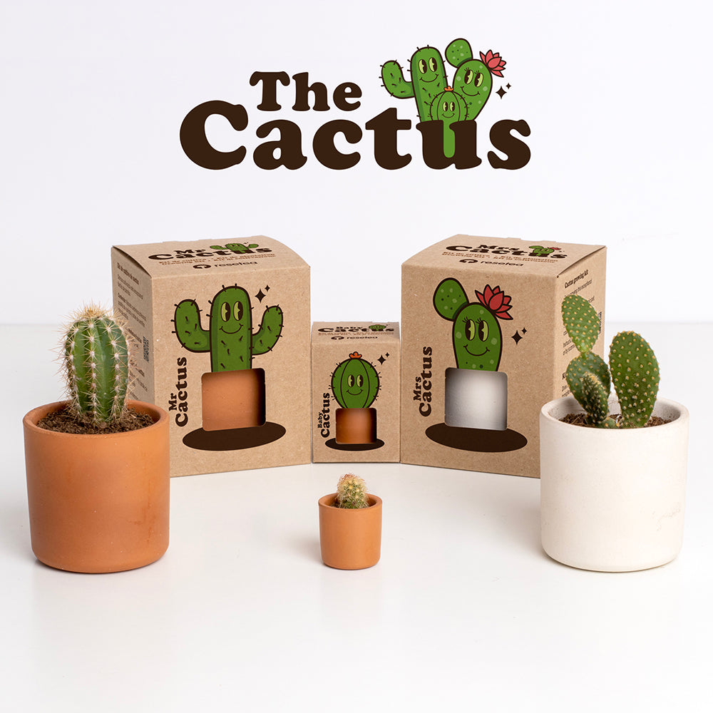 Mr. Cactus | Kit De Cultivo De Cactus Con Maceta De Barro Artesanal_3