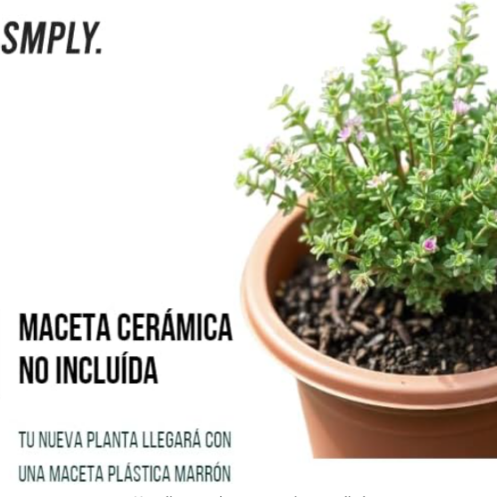 Smply - Pack De 5 Plantas Aromáticas Naturales : Lavanda + Romero + Tomillo + Salvia + Menta_1