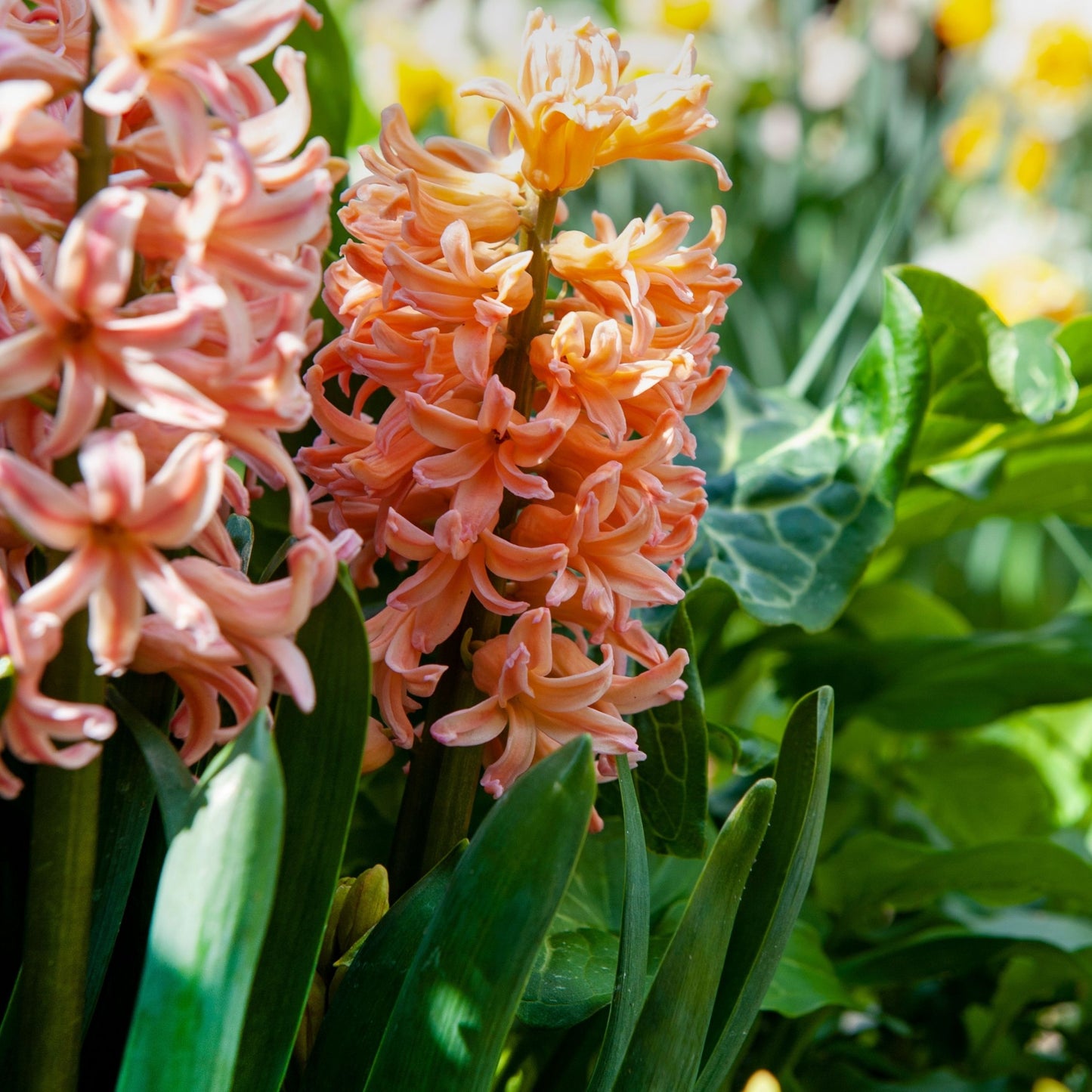 Jacinto - 15 Pzs - Hyacinthus 'gipsy Queen' - Bulbos De Flores - Naranja