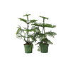 Arbolapp Canarias - 2 Pzs - Araucaria Heterophylla - Altura 45-55cm - ⌀14cm