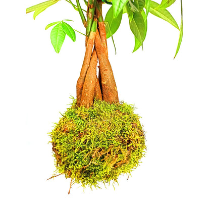 Kokedama Colgante De Pachira 40cm_2