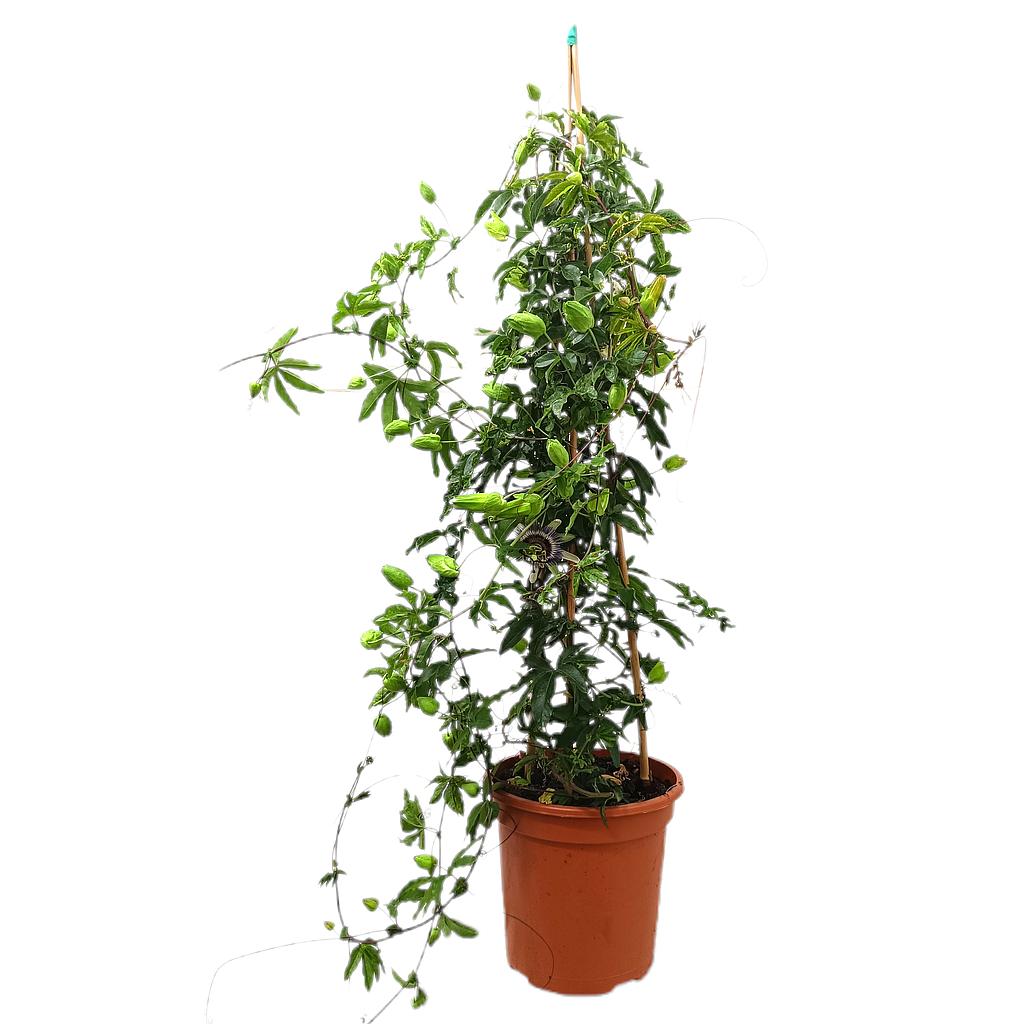 Passiflora Piramide M24 100cm_0