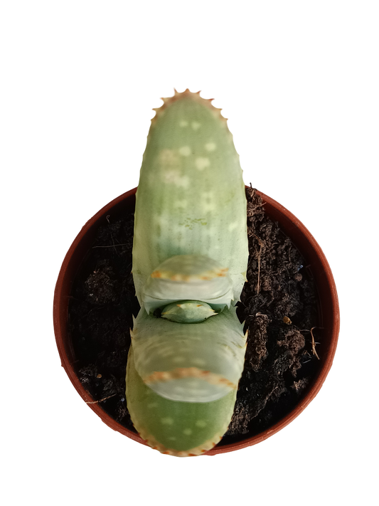 Aloe marlothii planta suculenta joven Ø5