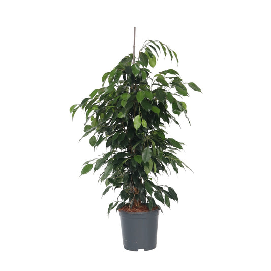 Higuera Llorona - Ficus Benjamina 'danielle' - Altura 100-110cm - ⌀21cm_0