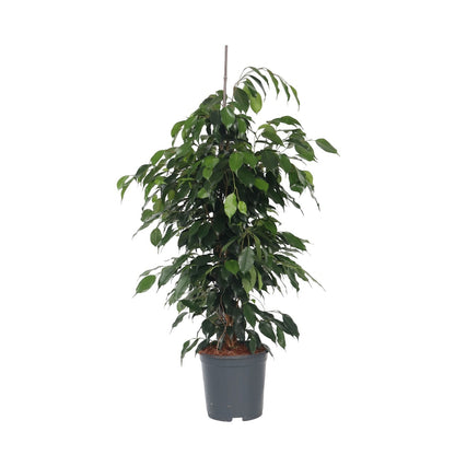 Higuera Llorona - Ficus Benjamina 'danielle' - Altura 100-110cm - ⌀21cm