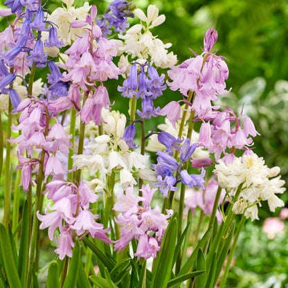 Jacinto De Campo - 40 Pzs - Hyacinthoides Hispanica - Bulbos De Flores