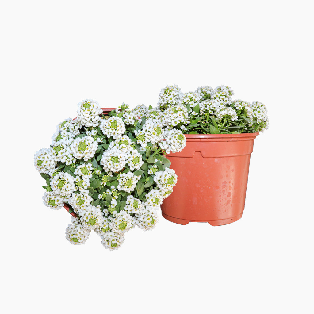 Maceta Aliso De Mar 10,5 Cm - Plantabo_0