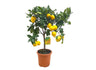 Limonero 4 Estaciones M21 70-90cm