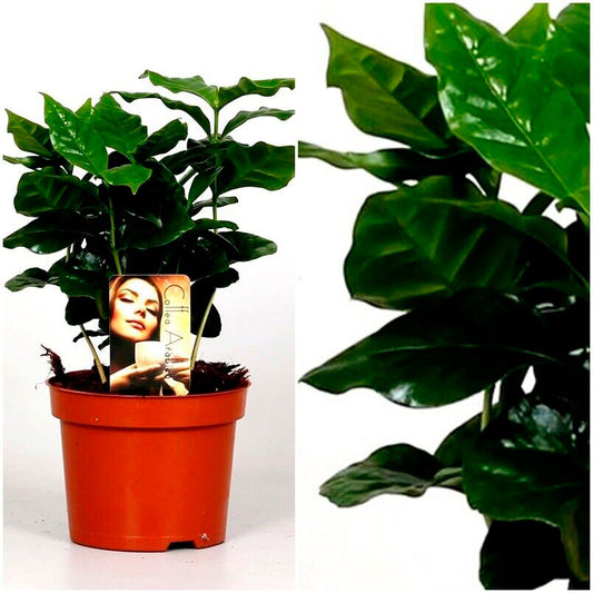 Planta De Cafe Arabica Para Interior Ø12 - 1 Unidad_0
