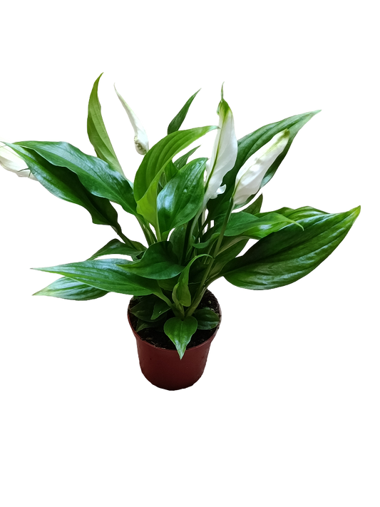 Spathiphyllyum Cupido Ø7 Planta De Interior Con Flor_0