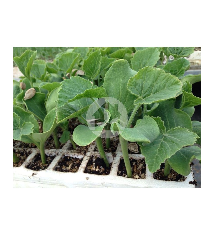 Plantón Calabaza Dulce De Horno (10 Unidades)_1