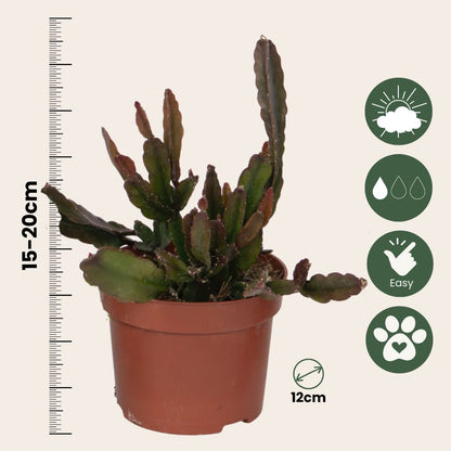 Mezcla De Cactus Coral - Rhipsalis - Pack De 6 - Altura 15-20 Cm - Maceta 12 Cm_2