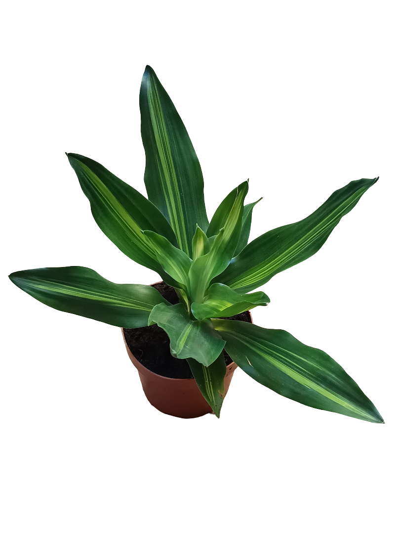 Dracaena Fragans Burle Marx Planta De Interior Purificante Ø12_0